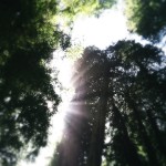 redwood_trees