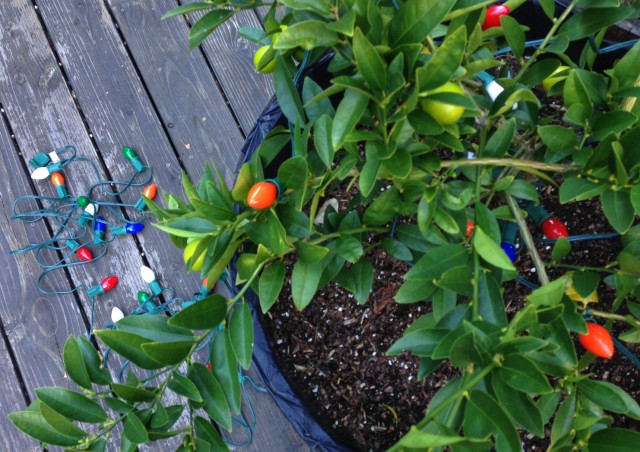 How To Protect Citrus From Frost