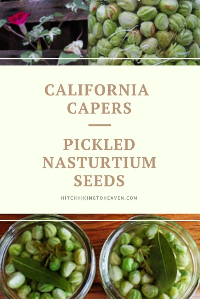 California Capers (Pickled Nasturtium Seeds) | Hitchhiking to Heaven