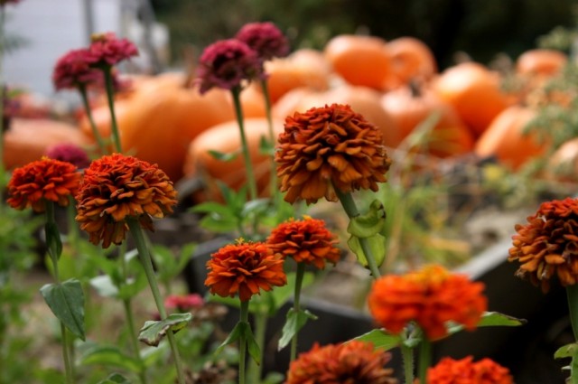 october zinnias and pumpkins