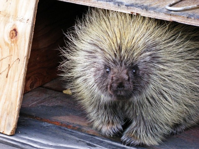 spike the porcupine