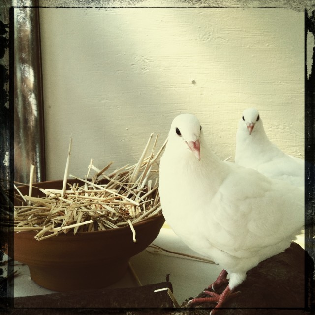 Pigeons and Nest Bowl