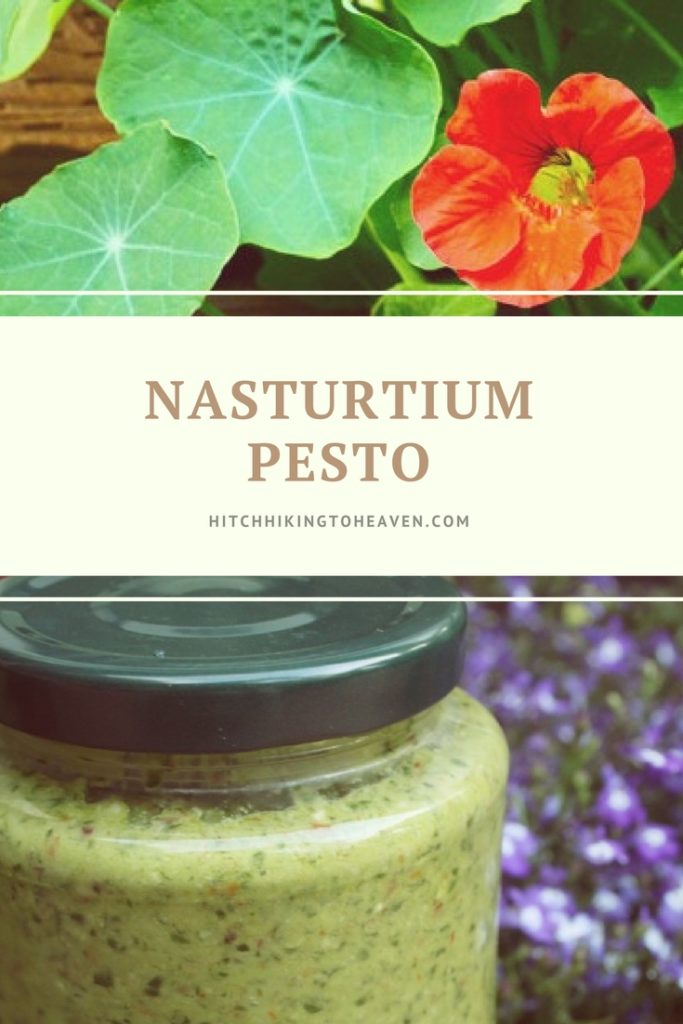 Nasturtium Pesto | Hitchhiking to Heaven