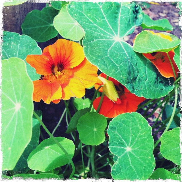Nasturtiums