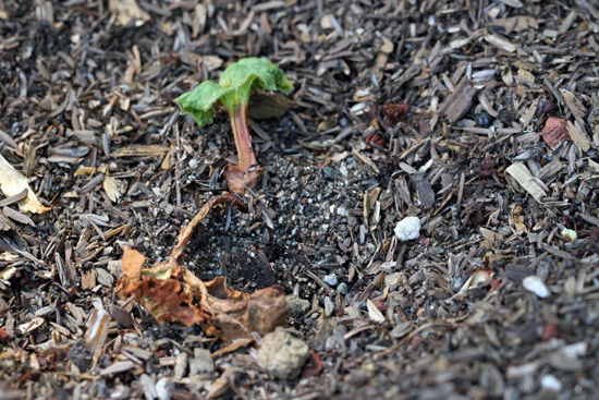 My Rhubarb Died