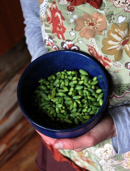 Bowl of Spruce Tips