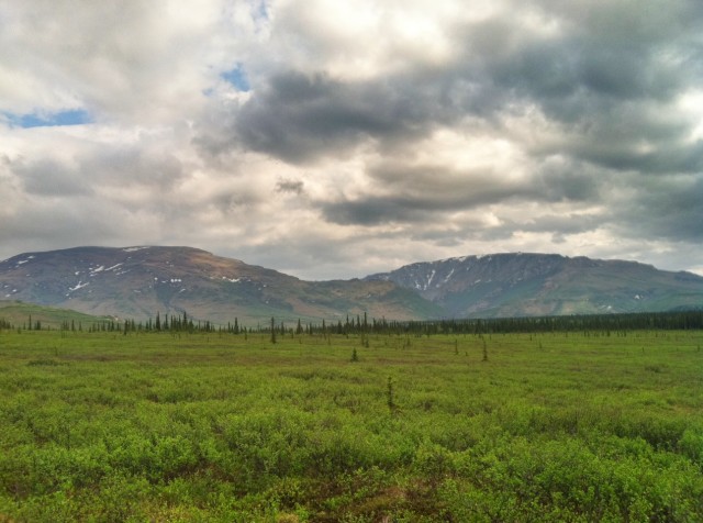 Alaska Taiga Habitat