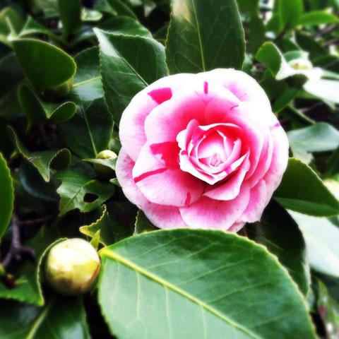 Photo of a camellia blossom