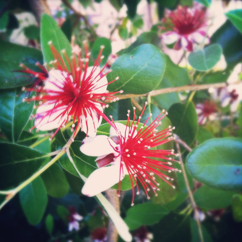 Feijoa or pineapple guava blossoms