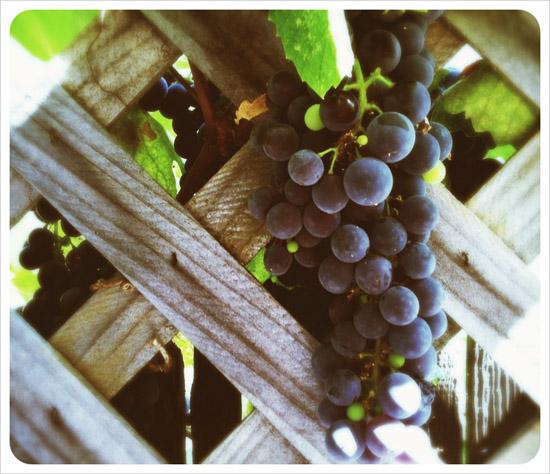 https://hitchhikingtoheaven.com/wp-content/uploads/2012/10/wine_grapes_bunch.jpg