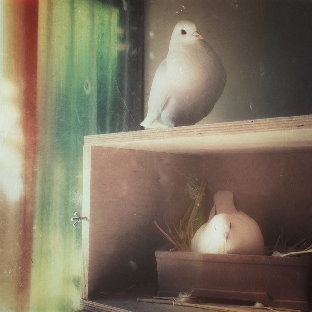 Rescued Domestic King Pigeons