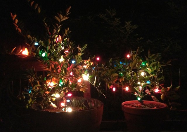 Using Christmas Tree Lights to Protect Citrus Trees from Frosts and Freezing