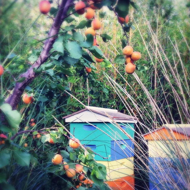 Apricots and Apiary | Hitchhiking to Heaven