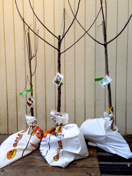 Planting Bare Root Fruit Trees