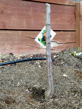 Keeping Fruit Trees Small