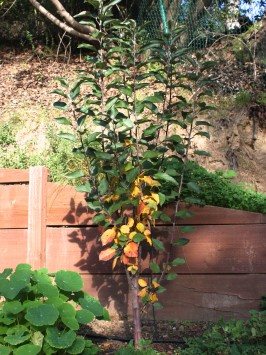 Braeburn Apple Tree