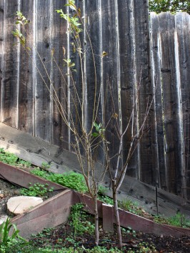 Green Gage and Santa Rosa Plum Trees