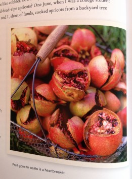 How To Prune Fruit Trees