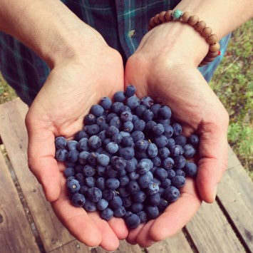 Wild Alaskan Blueberries for Blueberry Raspberry Jam With Pomona's Pectin