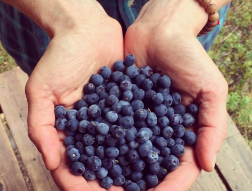 Wild Alaskan Blueberries for Blueberry Raspberry Jam With Pomona's Pectin