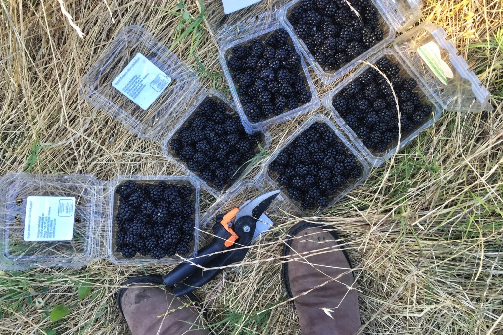 Blackberry Picking