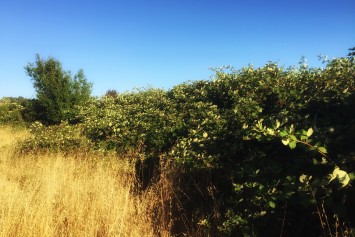 What to do with blackberries you've picked