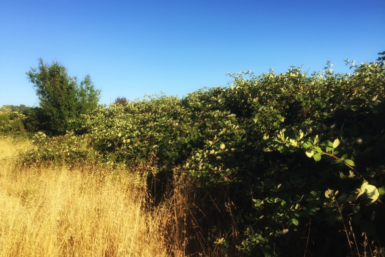 What to do with blackberries you've picked