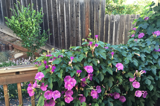 Morning glory on the fence with green gage plum tree