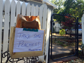 Neighborhood peaches for low sugar peach jam