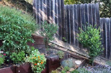 A long view of the back garden