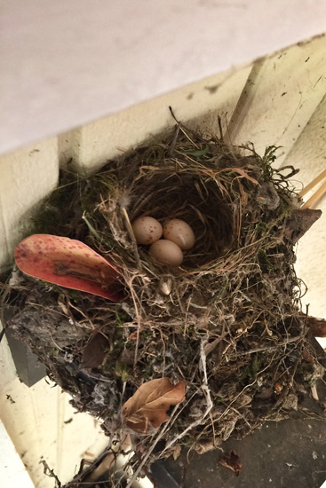 Eggs and nest of a pacific-slope flycatcher