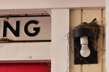 Pacific-slope flycatcher sitting on her nest