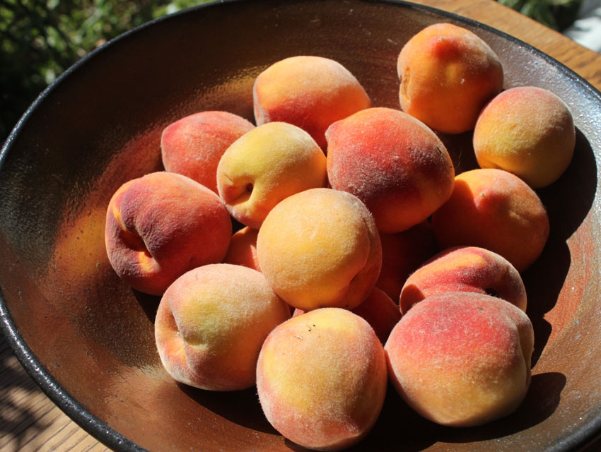Freshly picked peaches for jam