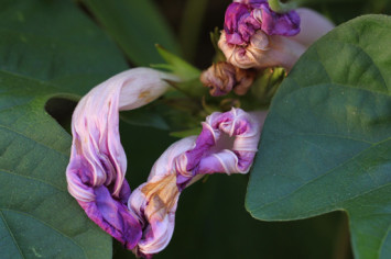 Wilted morning glories