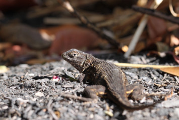 Lizards are good for the garden