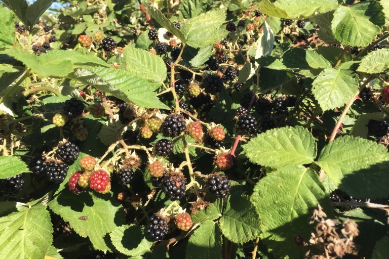 What to Do With Blackberries