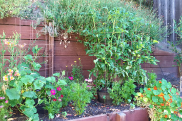 Tomatoes and cucumbers in cloth pots with cages