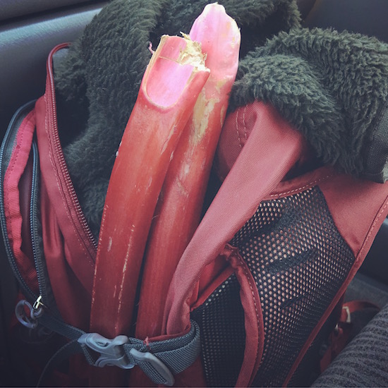 Packing Rhubarb | Hitchhiking to Heaven