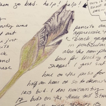 Iris Bud Sketch | Hitchhiking to Heaven