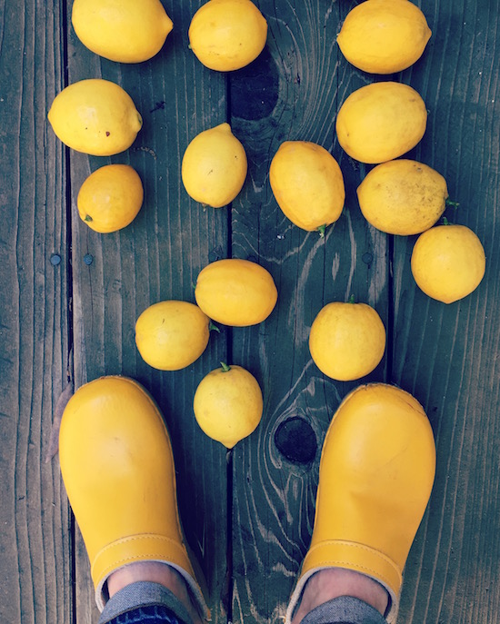 All the Meyer Lemons | Hitchhiking to Heaven