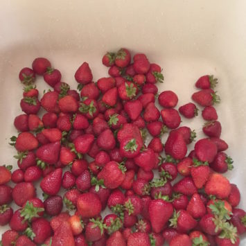 Albion Strawberries | Hitchhiking to Heaven