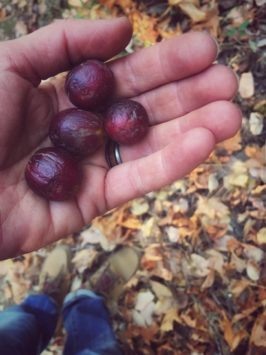 California Bay Nut Brittle | Hitchhiking to Heaven